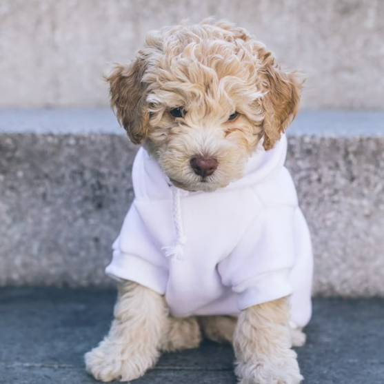 Cockapoo Puppies For Sale - Simply Southern Pups